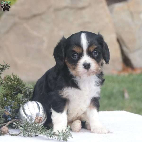 Dean, Cavalier King Charles Spaniel Puppy
